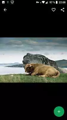 Play Buffalo Wallpapers HD