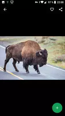 Play Buffalo Wallpapers HD