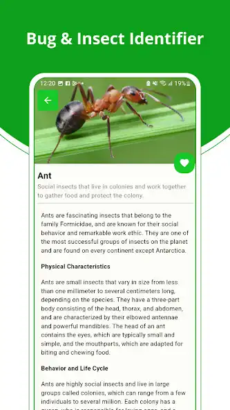 Play Bug and Insect Identifier as an online game Bug and Insect Identifier with UptoPlay