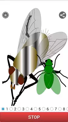 Play BugFly Sound