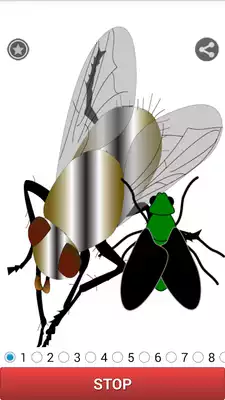 Play BugFly Sound
