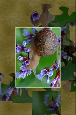 Play Bugs Puzzle