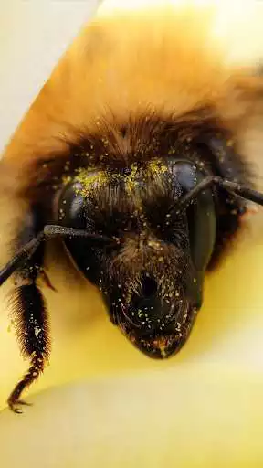 Play Building A Beehive