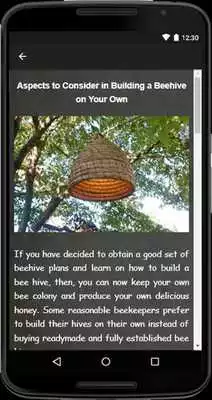 Play Building A Beehive
