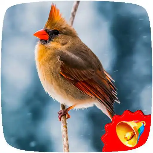 Play Bulbul Birds Sounds APK Play Bulbul Birds Sounds APK