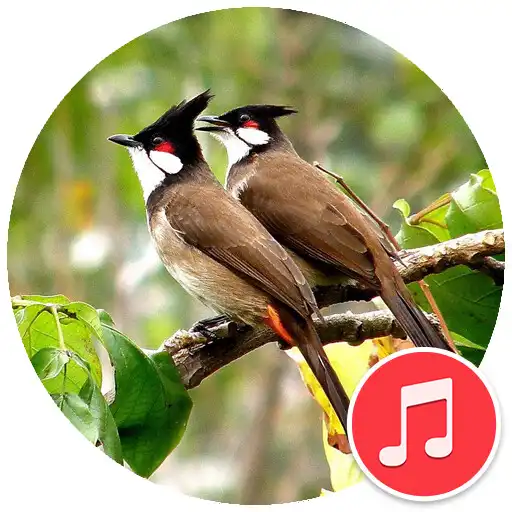 Play Bulbul Sounds APK Play Bulbul Sounds APK