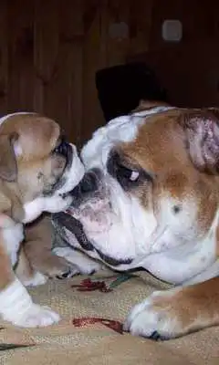 Play Bulldog Dogs Jigsaw Puzzles