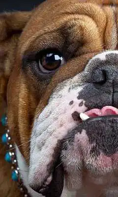 Play Bulldog Dogs Jigsaw Puzzles