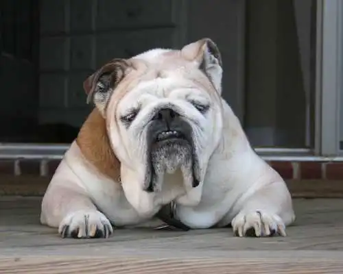 Play Bulldog Dogs Jigsaw Puzzles