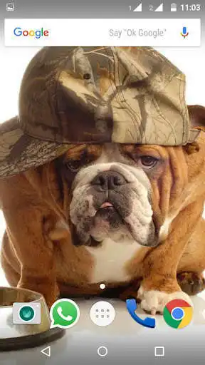 Play Bulldog Wallpaper HD  and enjoy Bulldog Wallpaper HD with UptoPlay
