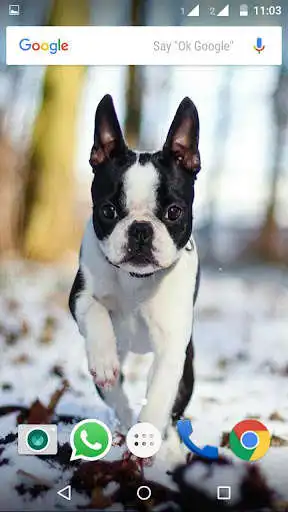 Play Bulldog Wallpaper HD as an online game Bulldog Wallpaper HD with UptoPlay