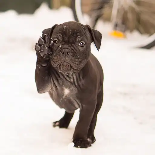 Free play online bulldog wallpaper APK Free play online bulldog wallpaper APK