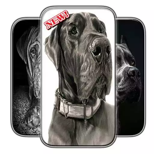 Play Bulldog Wallpaper APK