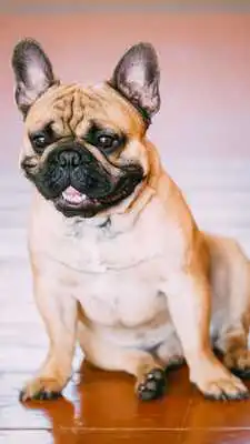 Play bulldog wallpaper