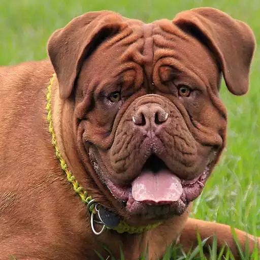 Play Bulldog Wallpapers APK