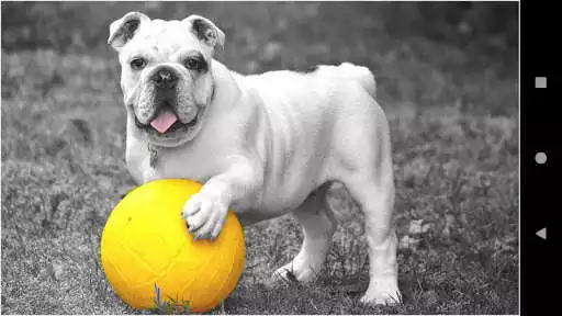 Play Bulldog Wallpapers
