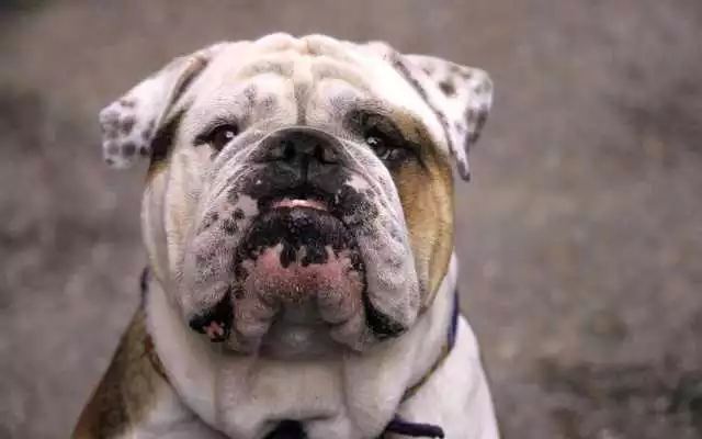 Play Bulldog Wallpapers