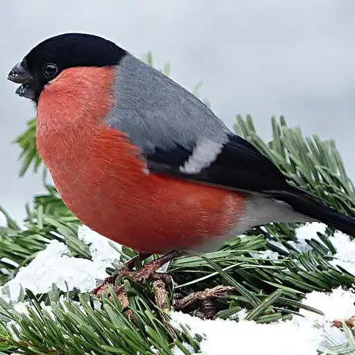 Play Bullfinch Backgrounds APK