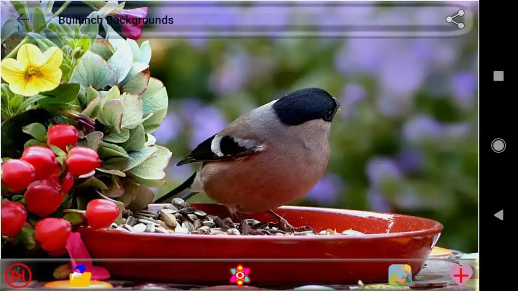 Play Bullfinch Backgrounds as an online game Bullfinch Backgrounds with UptoPlay