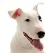 Free play online Bull Terriers Jigsaw Puzzle APK Free play online Bull Terriers Jigsaw Puzzle APK