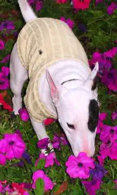 Play Bull Terriers Jigsaw Puzzle