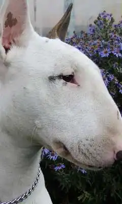 Play Bull Terriers Jigsaw Puzzle