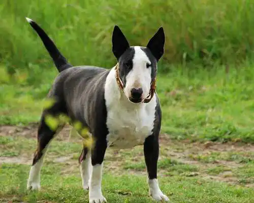 Play Bull Terriers Jigsaw Puzzle