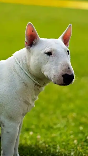 Play Bull Terrier Wallpaper and enjoy Bull Terrier Wallpaper with UptoPlay Play Bull Terrier Wallpaper and enjoy Bull Terrier Wallpaper with UptoPlay