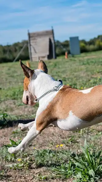 Play Bull Terrier Wallpaper as an online game online Bull Terrier Wallpaper with UptoPlay Play Bull Terrier Wallpaper as an online game Bull Terrier Wallpaper with UptoPlay