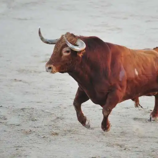 Play Bull Wallpaper APK