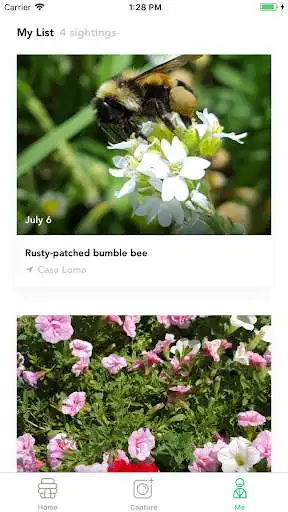 Play Bumble Bee Count as an online game Bumble Bee Count with UptoPlay