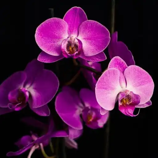 Play Bunga anggrek Wallpapers APK