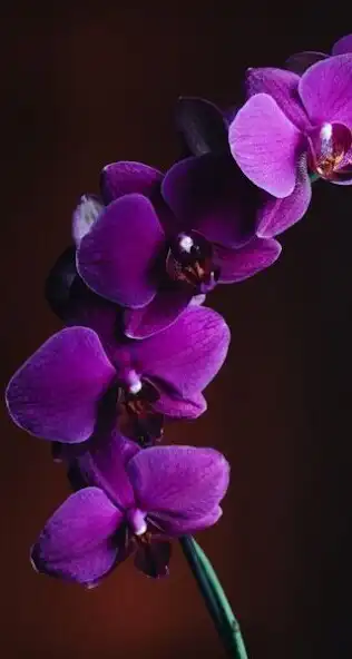 Play Bunga anggrek Wallpapers and enjoy Bunga anggrek Wallpapers with UptoPlay Play Bunga anggrek Wallpapers and enjoy Bunga anggrek Wallpapers with UptoPlay