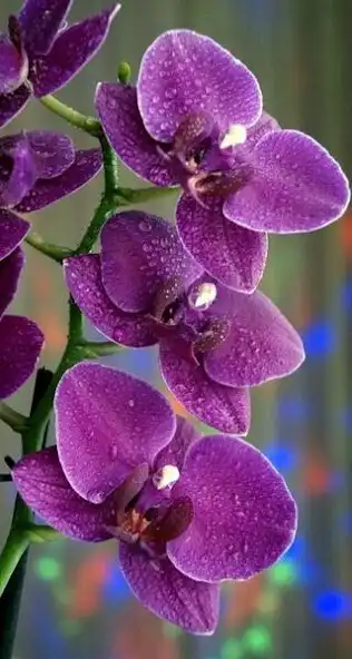 Play Bunga anggrek Wallpapers as an online game online Bunga anggrek Wallpapers with UptoPlay Play Bunga anggrek Wallpapers as an online game Bunga anggrek Wallpapers with UptoPlay