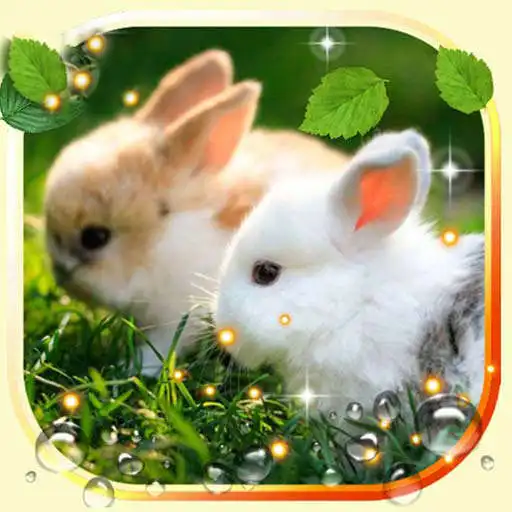 Play Bunnies Live Wallpaper APK