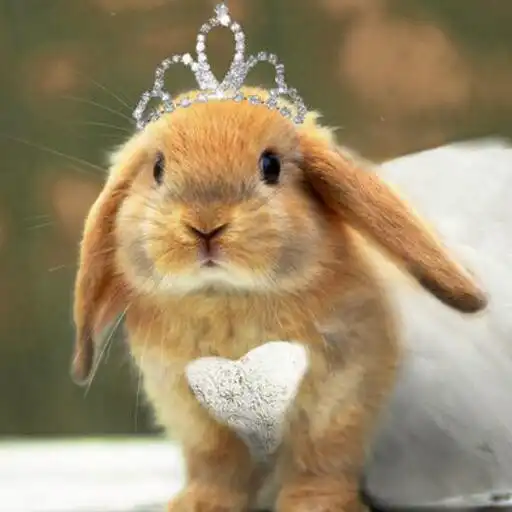 Play Bunnies Wallpapers HD APK