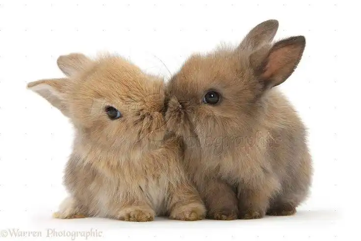 Play Bunnies Wallpapers HD  and enjoy Bunnies Wallpapers HD with UptoPlay