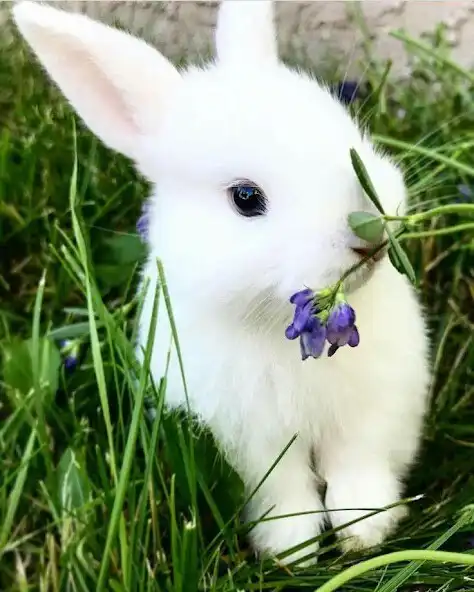 Play Bunnies Wallpapers HD as an online game Bunnies Wallpapers HD with UptoPlay
