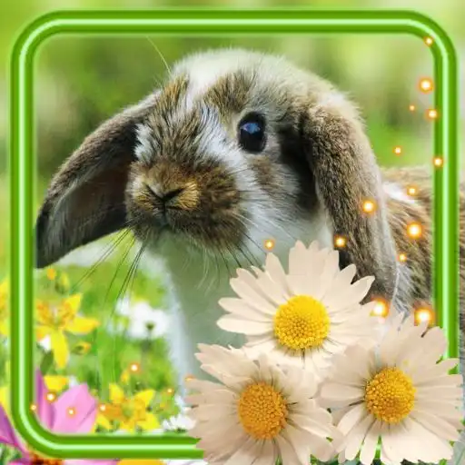 Play Bunny Friendly APK