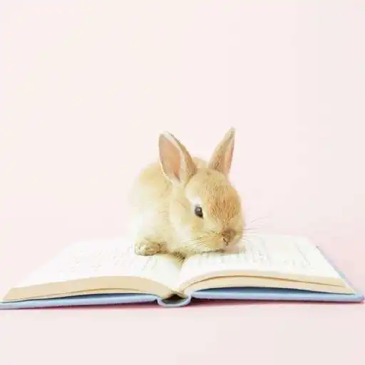 Free play online BUNNY Wallpapers APK