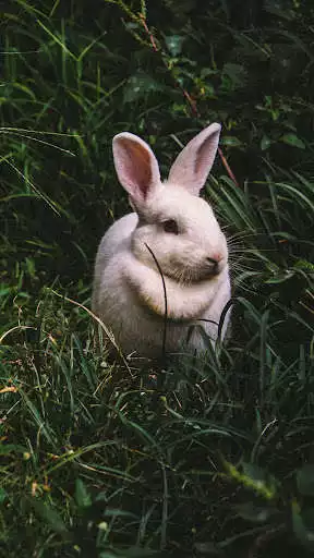 Play BUNNY Wallpapers