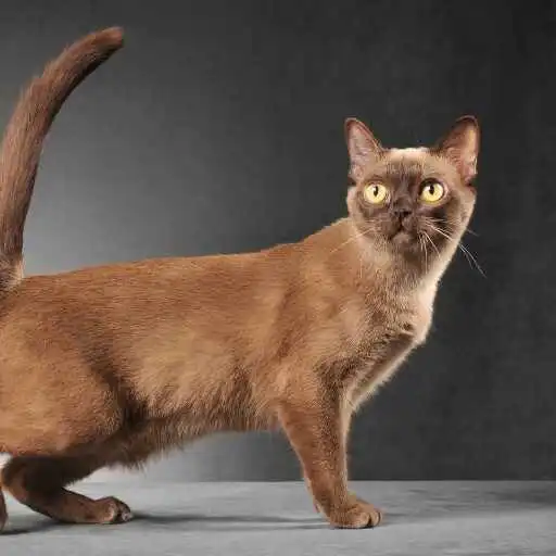 Play Burmese cat Wallpaper APK