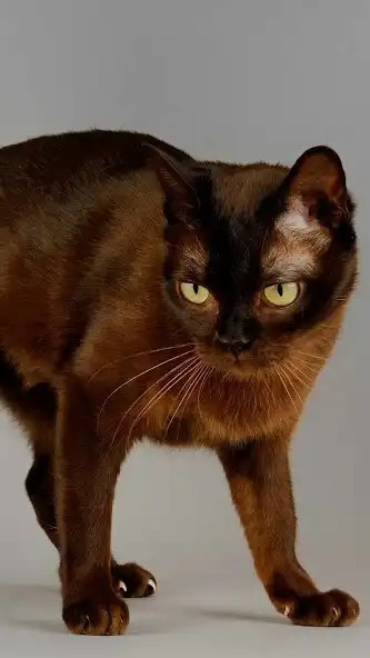 Play Burmese cat Wallpaper  and enjoy Burmese cat Wallpaper with UptoPlay