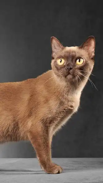 Play Burmese cat Wallpaper as an online game Burmese cat Wallpaper with UptoPlay