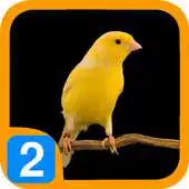 Free play online Burung Kenari V2 APK Free play online Burung Kenari V2 APK