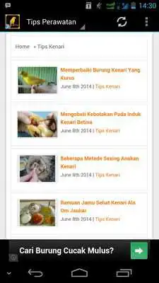 Play Burung Kenari V2