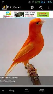 Play Burung Kenari V2
