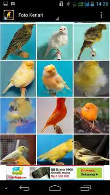 Play Burung Kenari V2