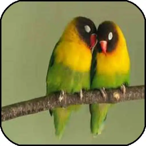 Play Burung Kicau APK
