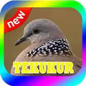 Free play online BURUNG TEKUKUR TERBAIK MP3 APK